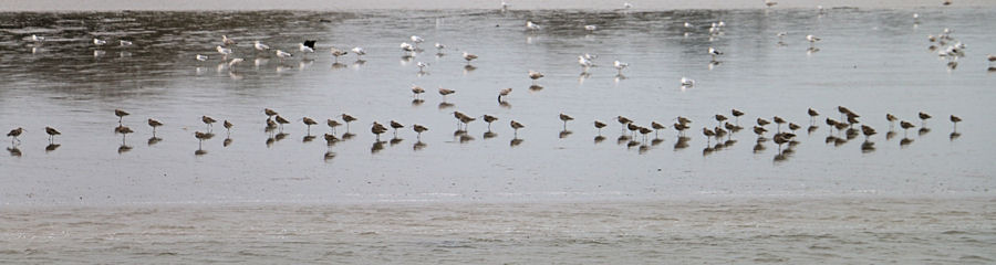 Curlews